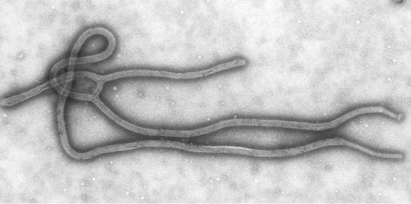 Qu’est-ce que le virus Ebola
